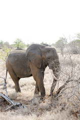 Fototapeta premium Nature in Africa