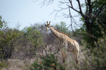 Nature in Africa