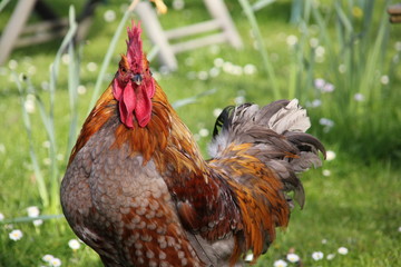 Un beau coq dans le jardin © Jean-Chris