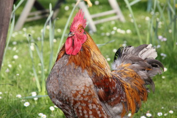 Un beau coq dans le jardin