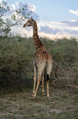 Nature in Africa