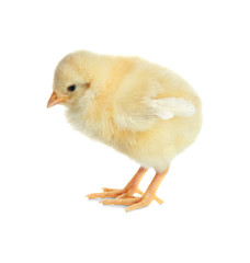 Cute funny chicken on white background