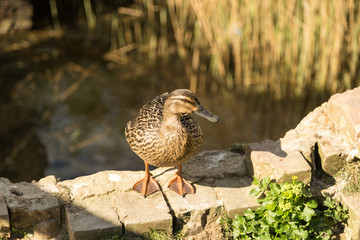 Duck on the wall