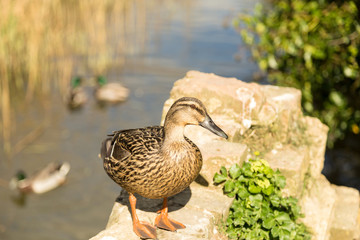 Duck on the river