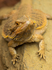 Iguana