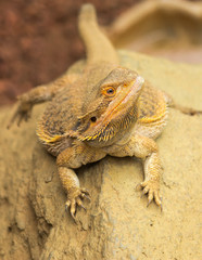 Iguana