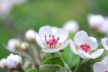 Branch of blooming tree flowers on blurred background