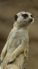 Meerkat
