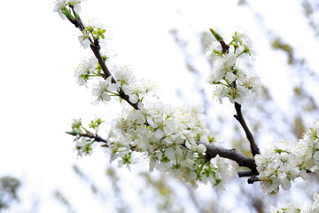 Branch of blooming tree flowers on blurred background