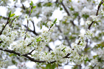 Branch of blooming tree flowers on blurred background