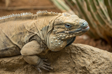 Iguana