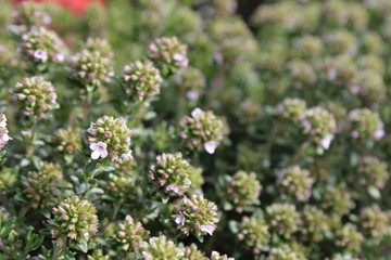 Thym en fleur