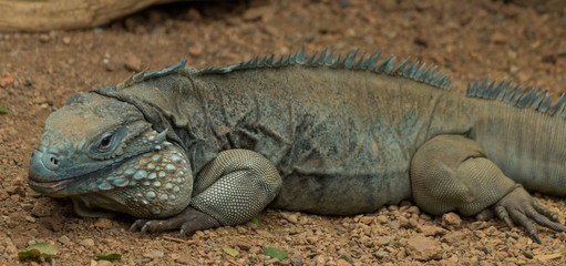 Large Reptile