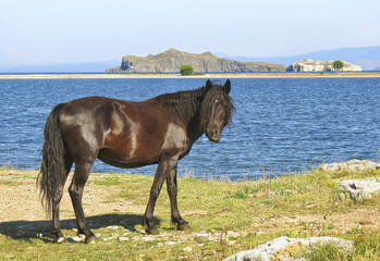 The horse on Lake Baikal. The horse came to the watering place.