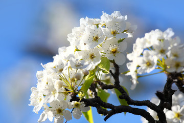 Close up shot of apple blossom