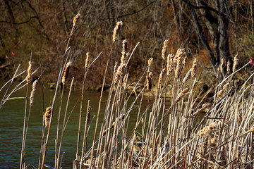 Old Cattails