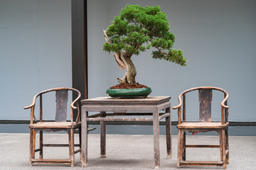 Bonsai tree and table