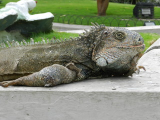 iguana