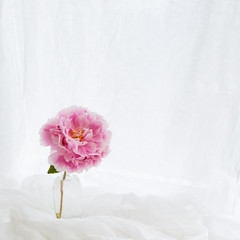 Pink peony on white background