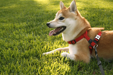 shiba inu