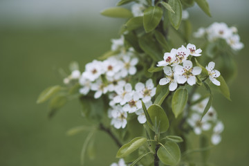 Blossoms pear tree in the garden, close-up