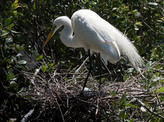 Snowy Egret on Nest with Egg