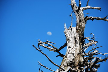 moon tree
