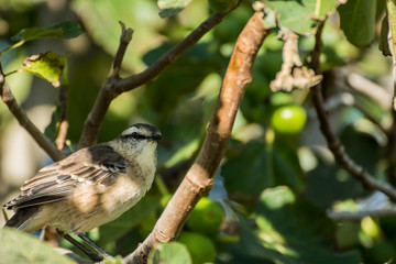 calandria, cenzontle de cejas blancas, Ficus carica