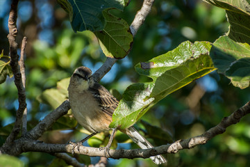 calandria, cenzontle de cejas blancas, américa latina, américa del sur, argentina