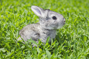 Little gray rabbit on the green lawn