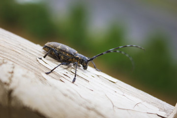 Capricorn beetle