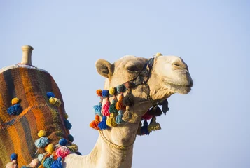Zelfklevend Fotobehang The muzzle of the African camel © Oleg Zhukov