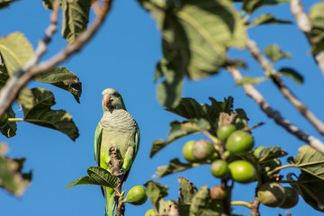 cotorra,  higuera, Ficus carica