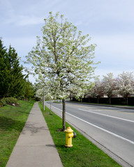 Chery bloom over fire hydrant on a residential street in Seattle suburub