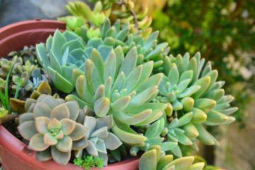 echeveria in the garden