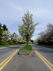 Fototapeta na wymiar Cherry blooming over median of a residential road in Seattle suburbs