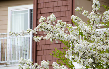 Blooming cherry branches extend over fence