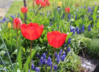 Obraz premium Red tulips bloom in a spring garden