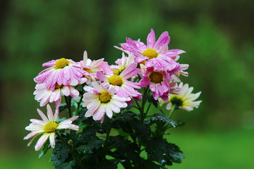 Pink Chrysanthemums