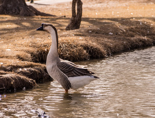 goose standing alone in pond