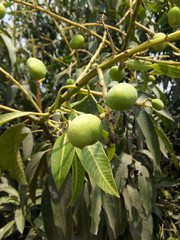 Mango tree