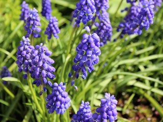 Muscari flowers bloom in spring garden 