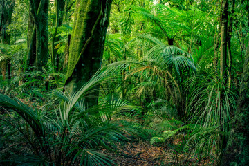 Naklejka premium Jungle