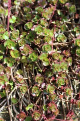 Sedum new green in spring
