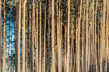 Coniferous forest background of trunks of long smooth trees