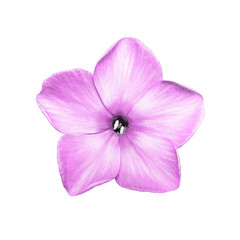 Pink Phlox Flower Isolated on White