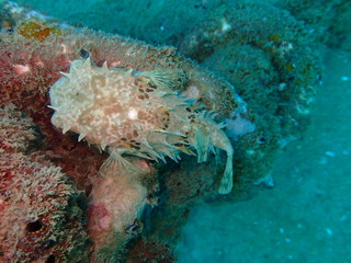 インド洋の沈船のまわりを泳ぐトゲトゲのフグ