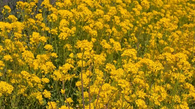 Fleurs de viol se balancent dans le vent ,Fujiyoshida 29/04/2017