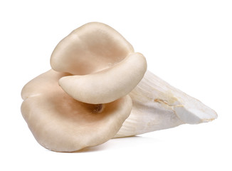 Oyster mushroom isolated on the white background