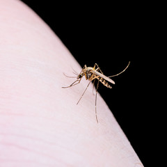 Malaria Virus Mosquito Sting on Black Background